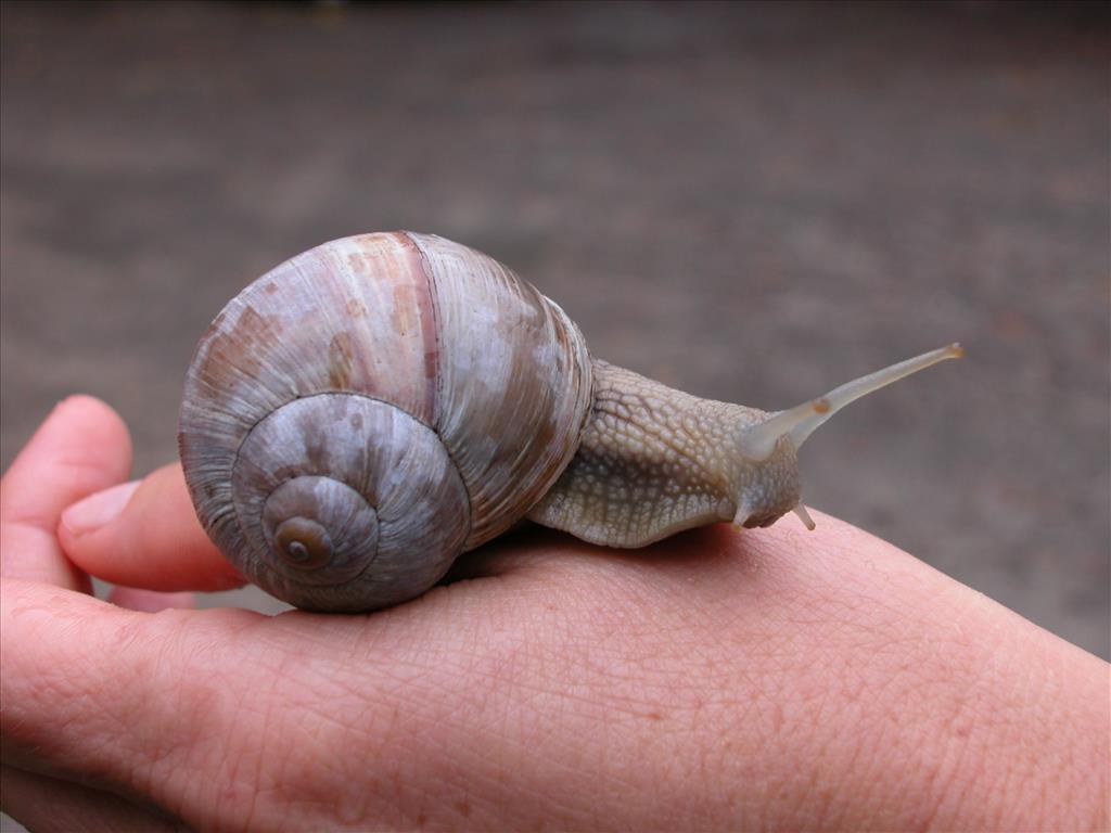 Helix pomatia (door Adriaan Gmelig Meyling)