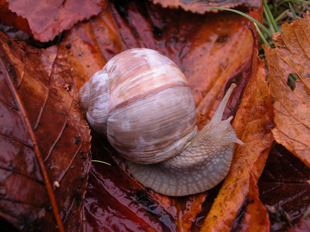 Helix pomatia (door Adriaan Gmelig Meyling)