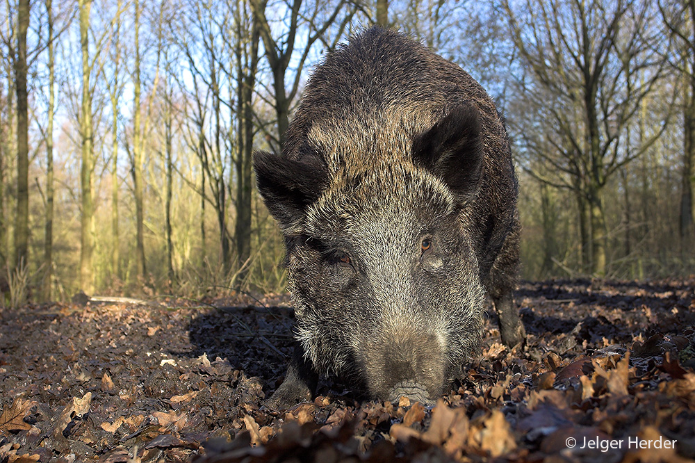 Sus scrofa (door Jelger Herder)