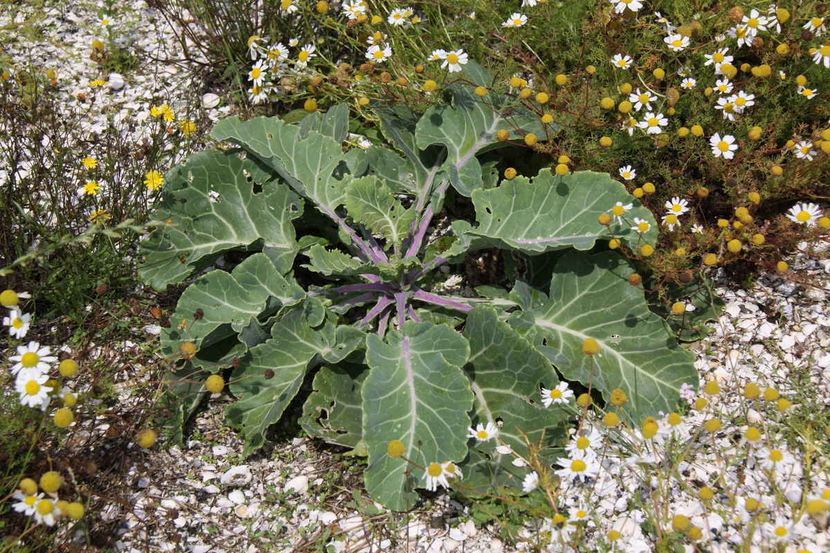 Brassica oleracea subsp. oleracea (door Peter Meininger)