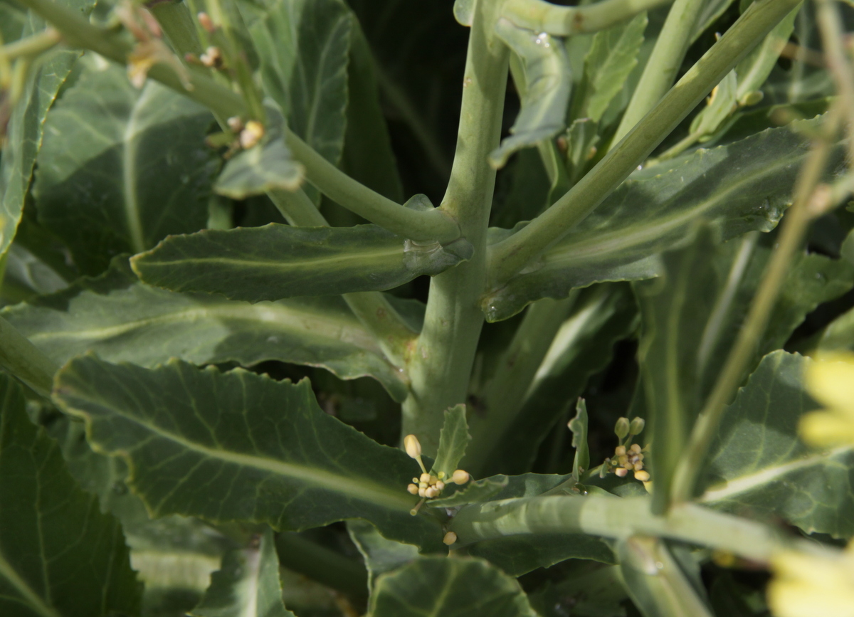 Brassica oleracea subsp. oleracea (door Peter Meininger)