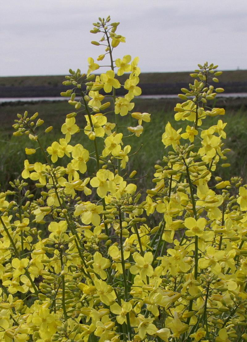 Brassica oleracea subsp. oleracea (door Peter Meininger)