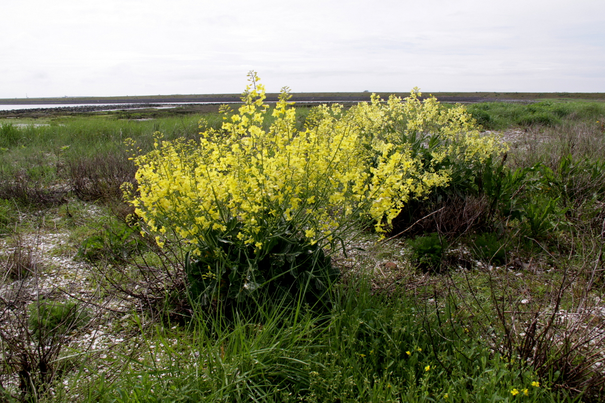 Brassica oleracea subsp. oleracea (door Peter Meininger)