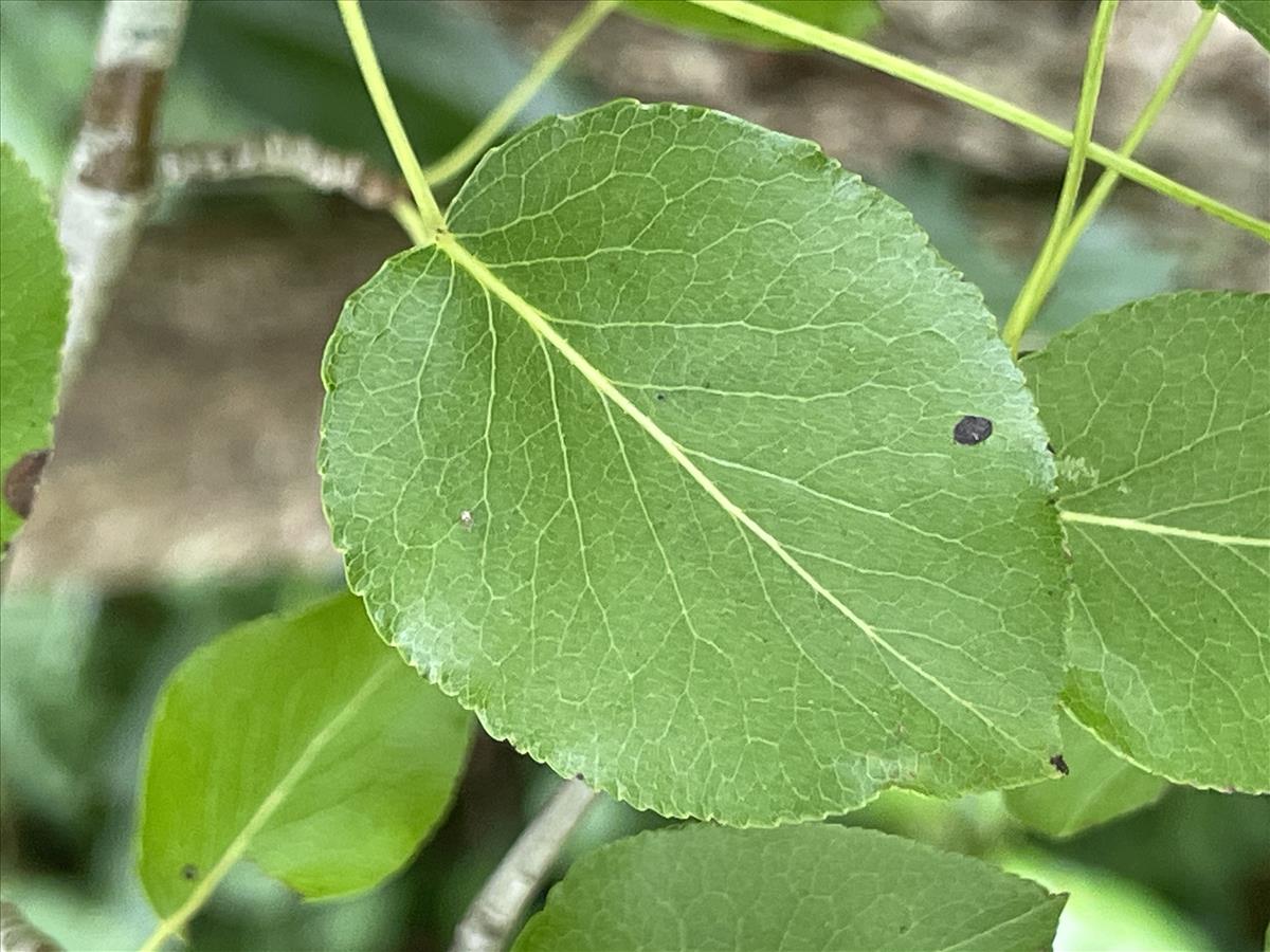 Pyrus pyraster (door Carleen de Graaf)