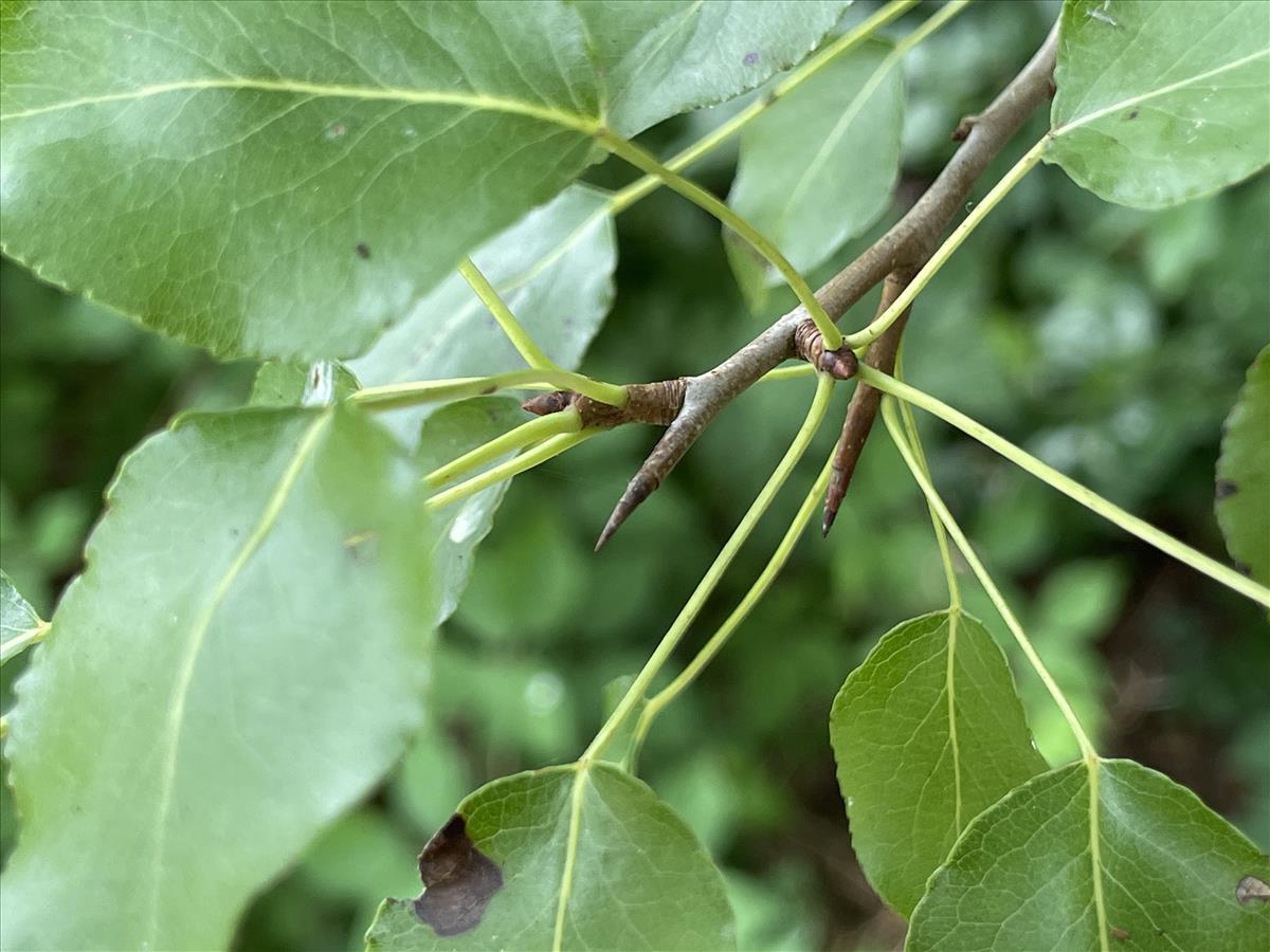 Pyrus pyraster (door Carleen de Graaf)