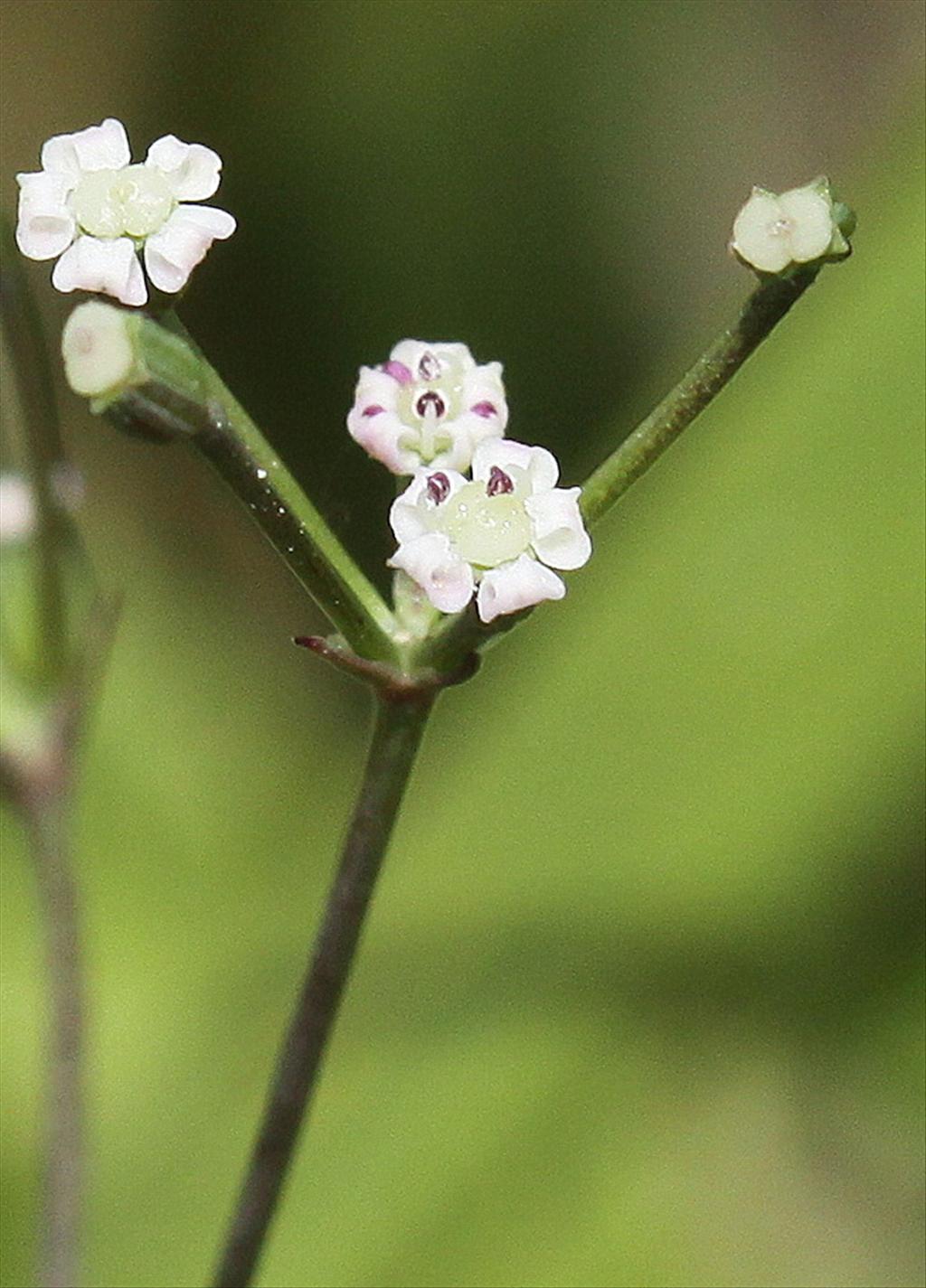 Sison segetum (door Peter Meininger)