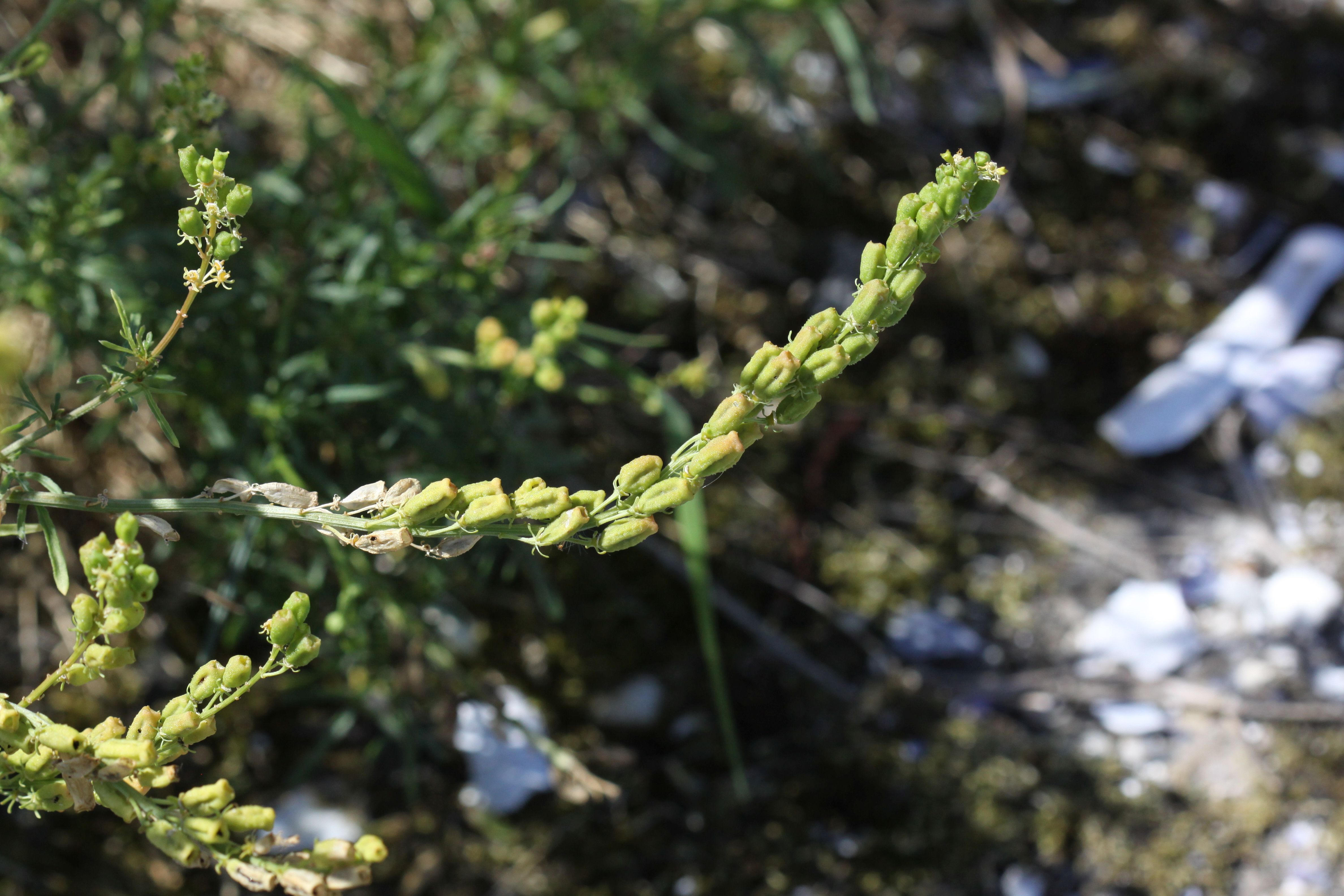 Reseda lutea (door Peter Meininger)