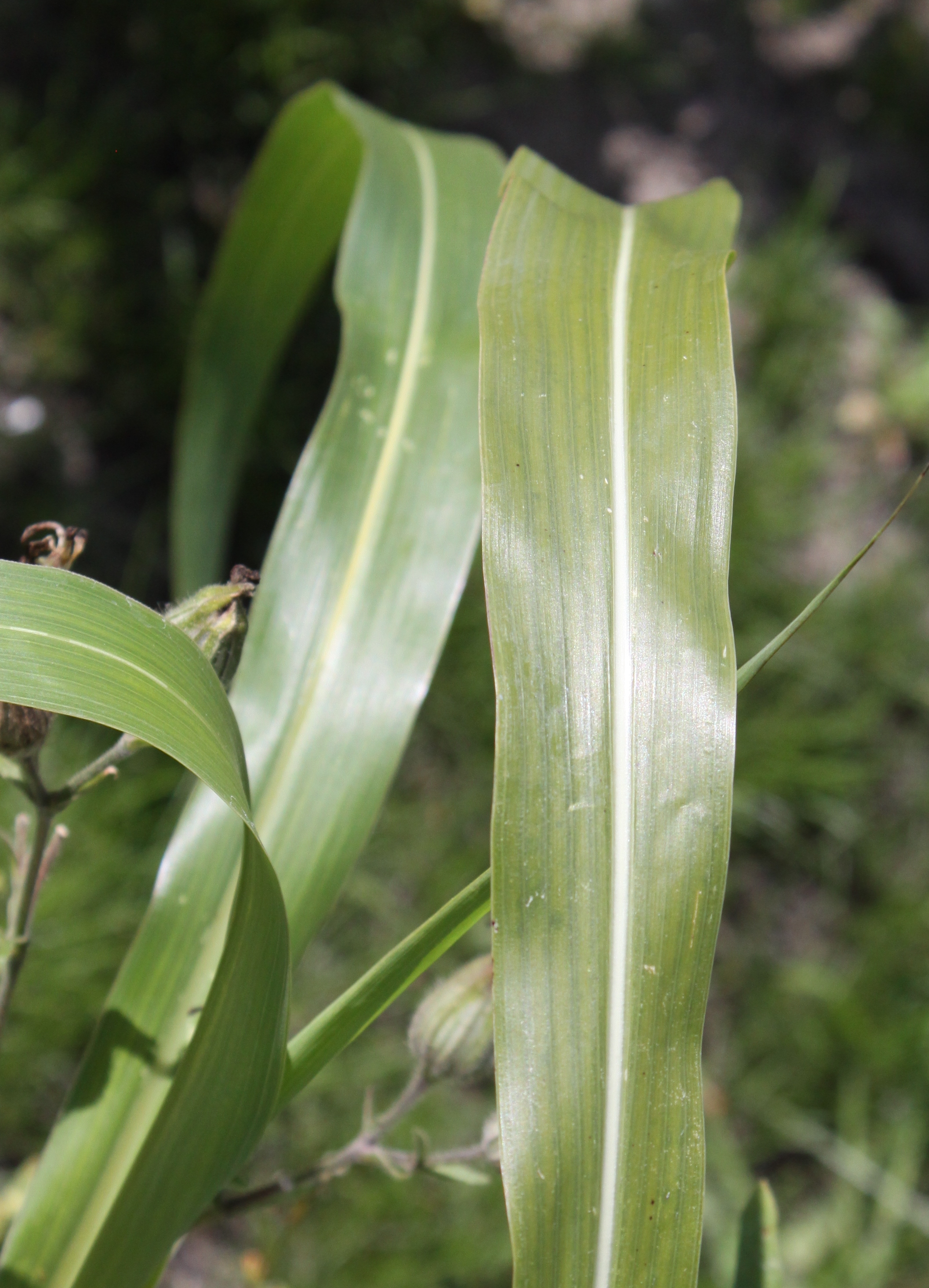 Sorghum halepense (door Peter Meininger)