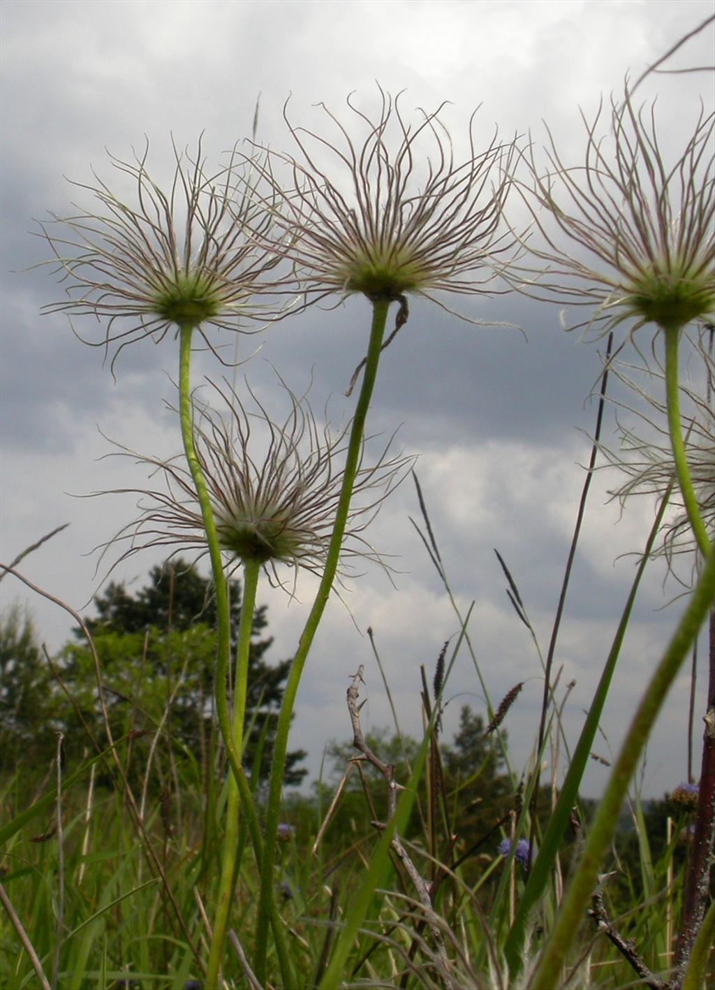 Pulsatilla vulgaris (door Peter Meininger)