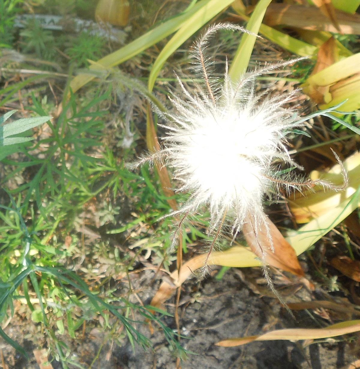 Pulsatilla vulgaris (door Toon Verrijdt)