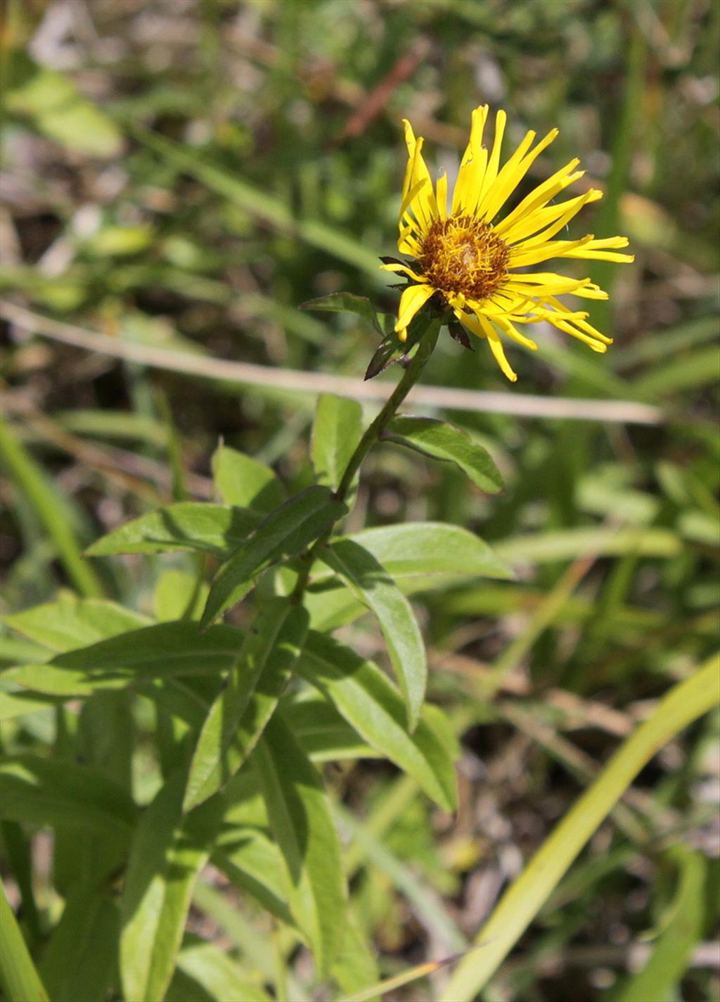 Inula salicina (door Peter Meininger)