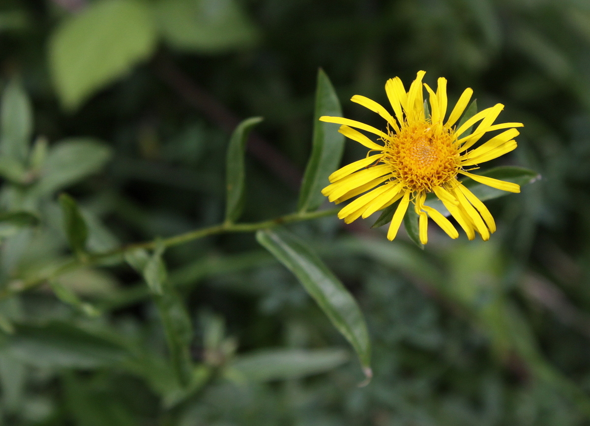 Inula salicina (door Peter Meininger)