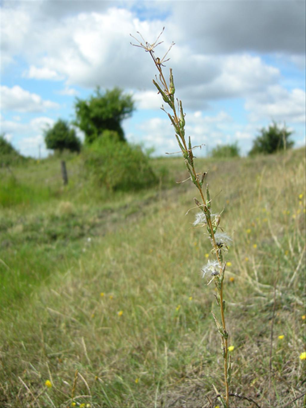 Lactuca saligna (door Jan Hein van Steenis)