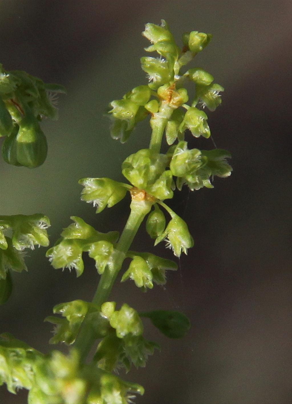 Rumex triangulivalvis (door Peter Meininger)