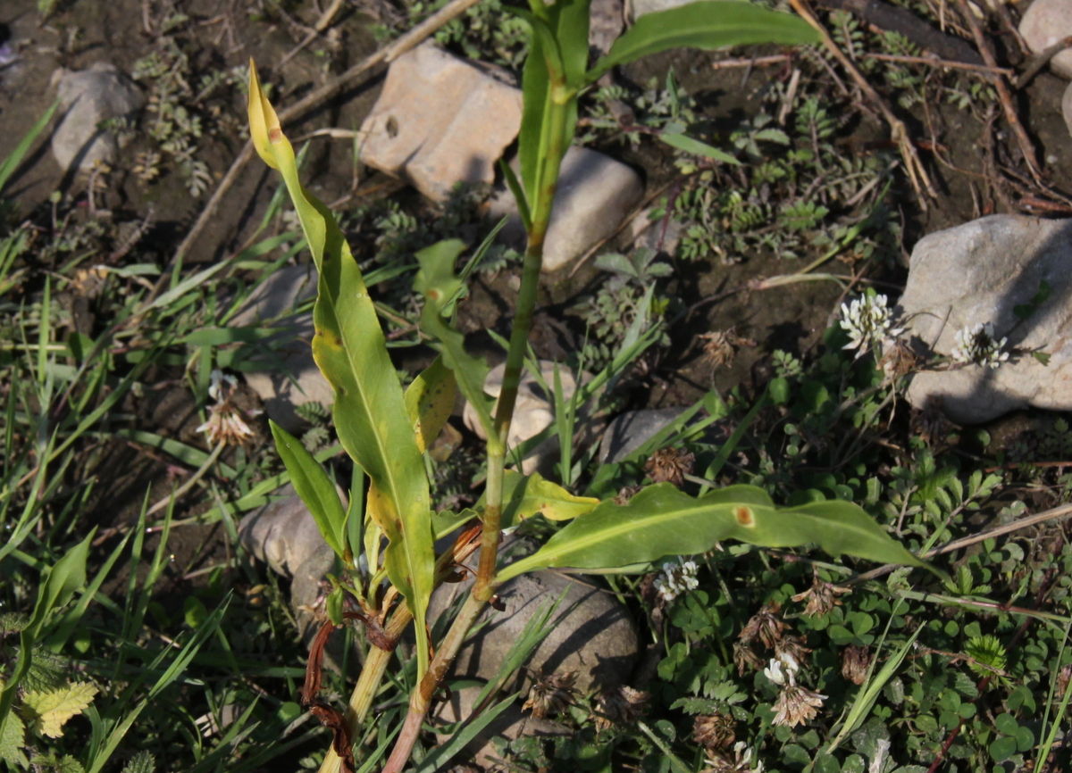 Rumex triangulivalvis (door Peter Meininger)