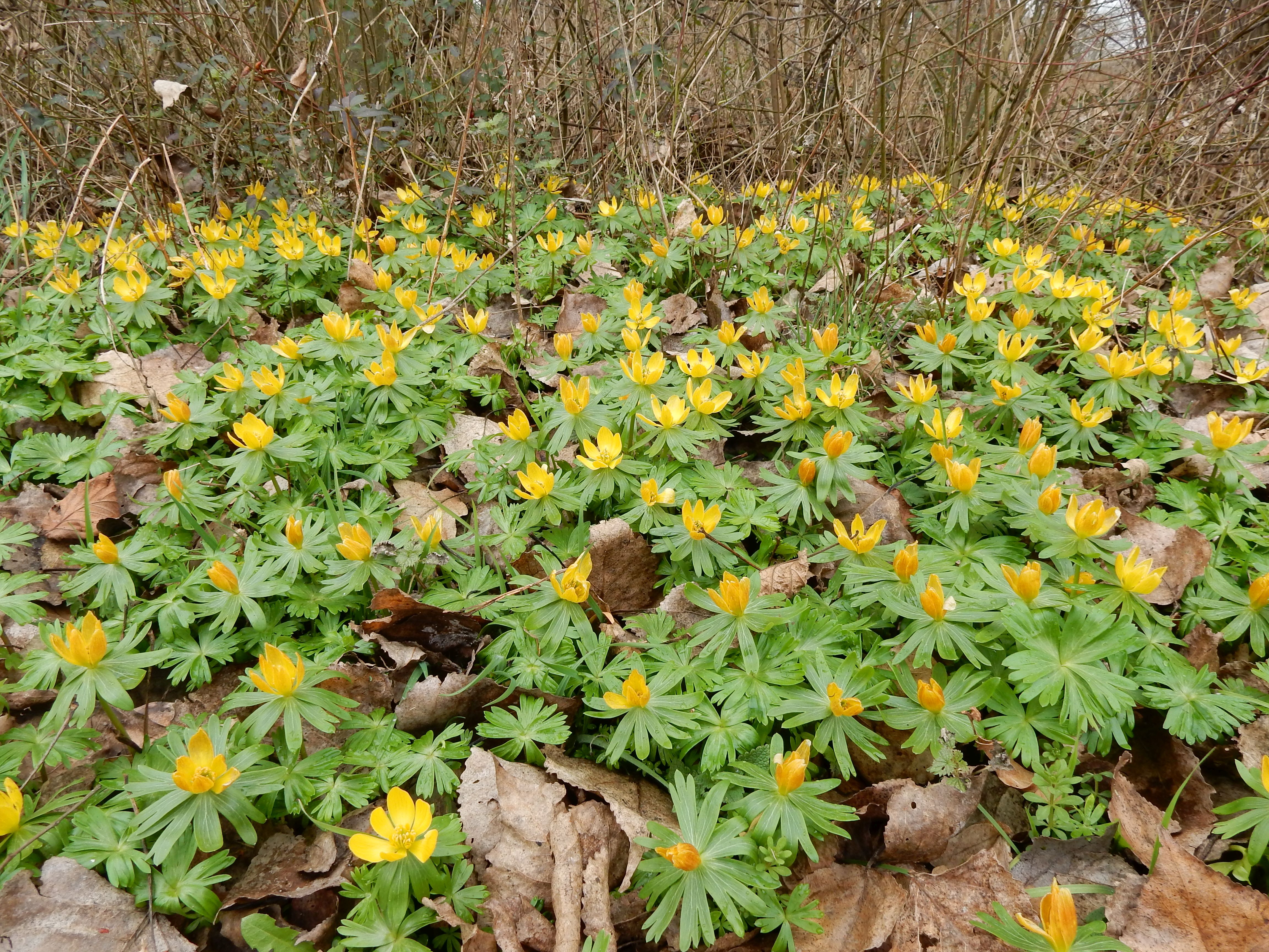 Eranthis hyemalis (door Peter Meininger)