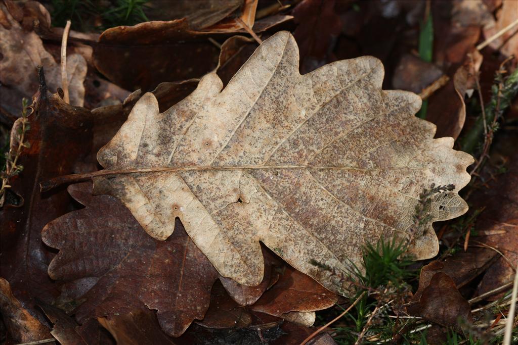 Quercus x rosacea (door Edwin de Weerd)