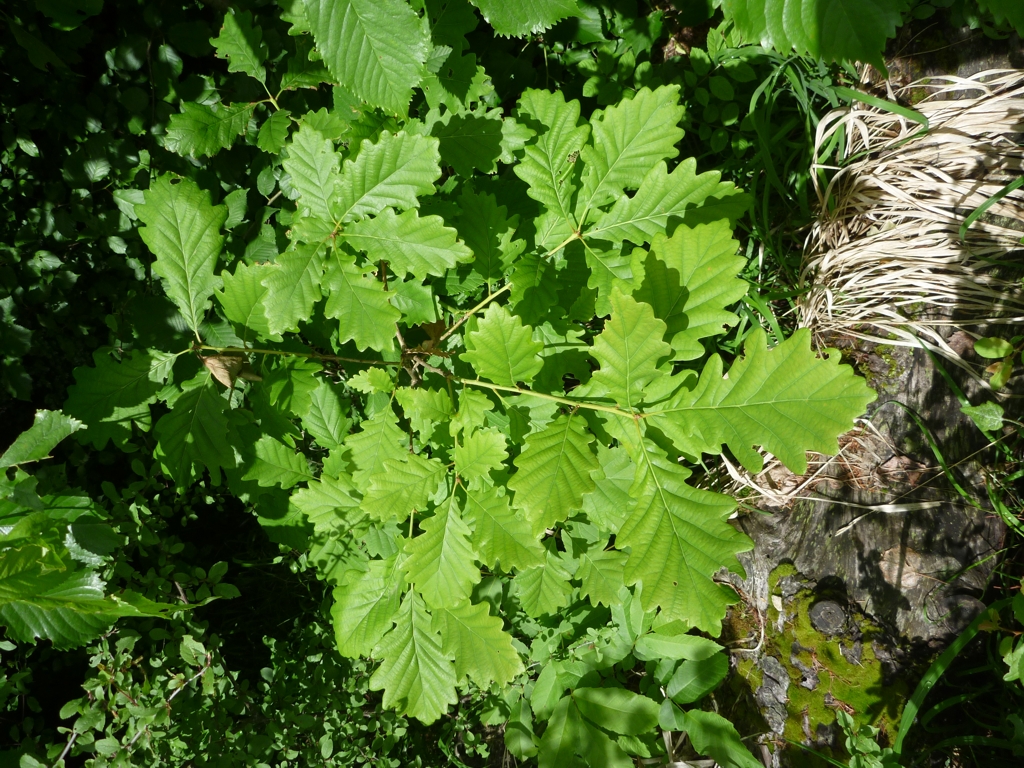 Quercus petraea (door Cor Nonhof)