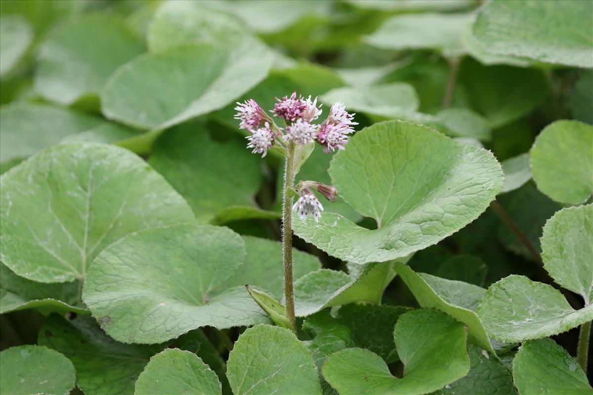 Petasites pyrenaicus (door Peter Meininger)