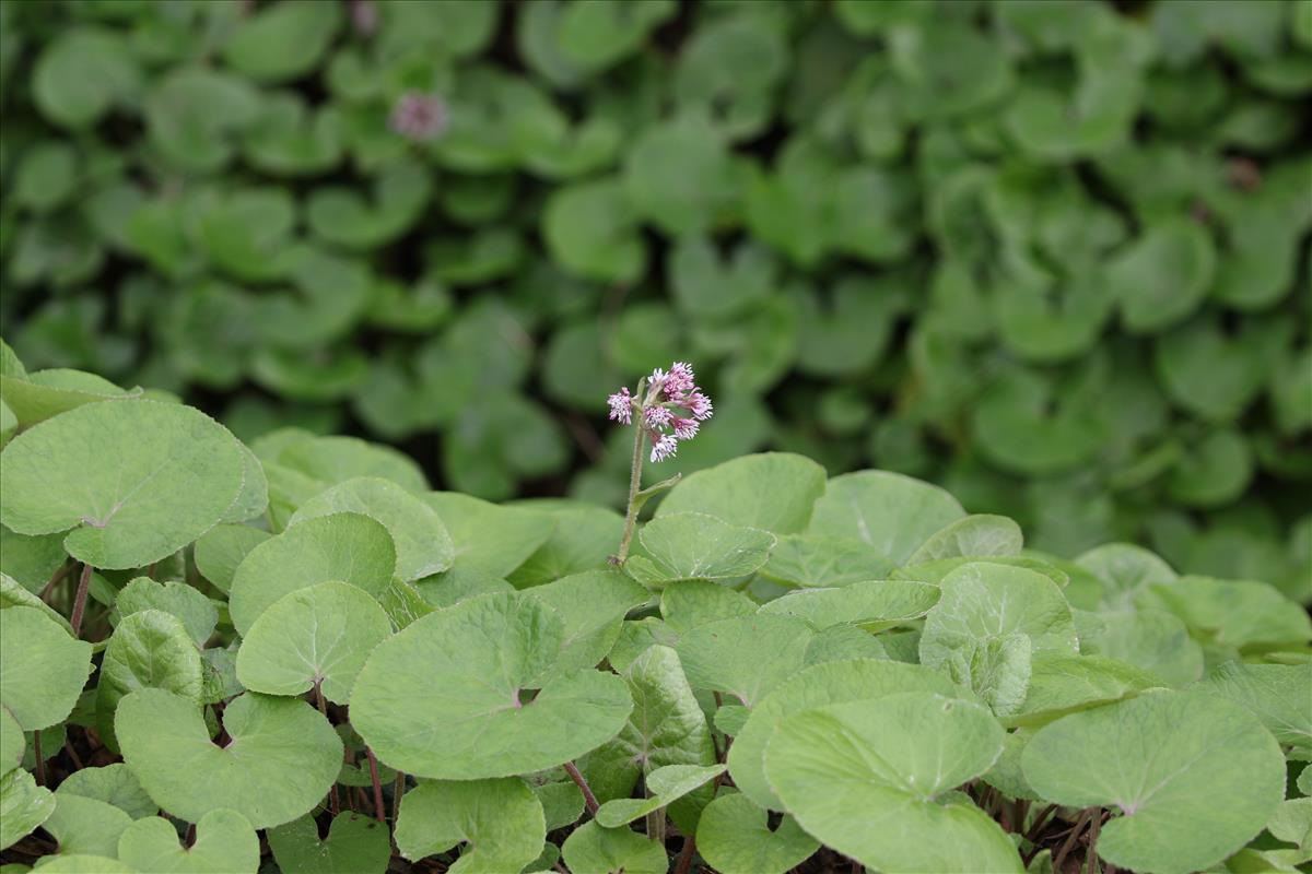 Petasites pyrenaicus (door Peter Meininger)