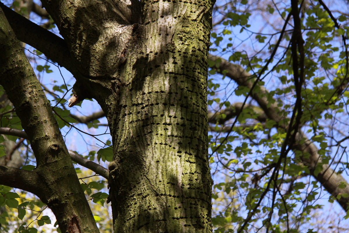 Tilia cordata (door Peter Meininger)