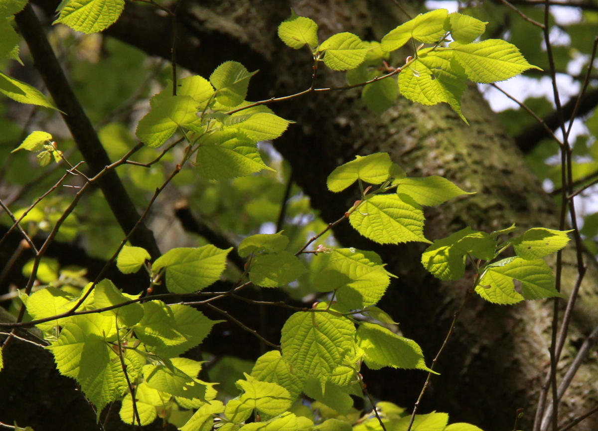 Tilia cordata (door Peter Meininger)