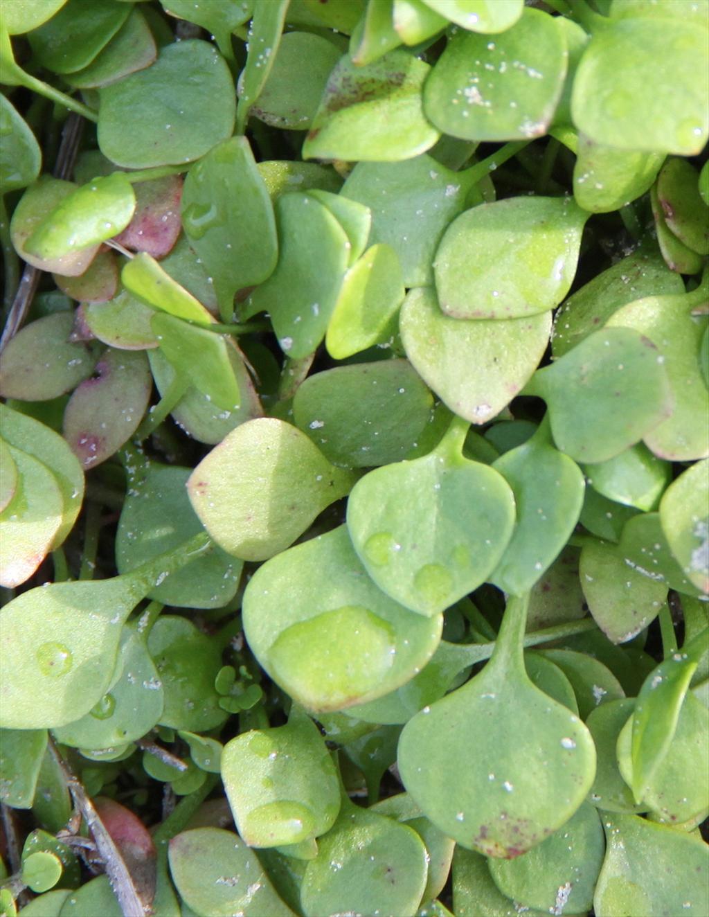 Claytonia perfoliata (door Peter Meininger)