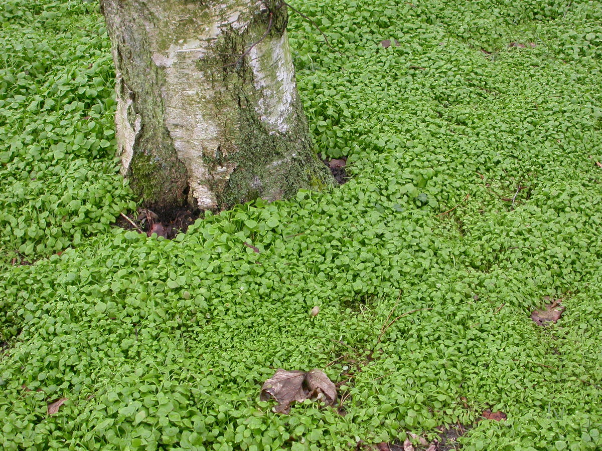 Claytonia perfoliata (door Peter Meininger)