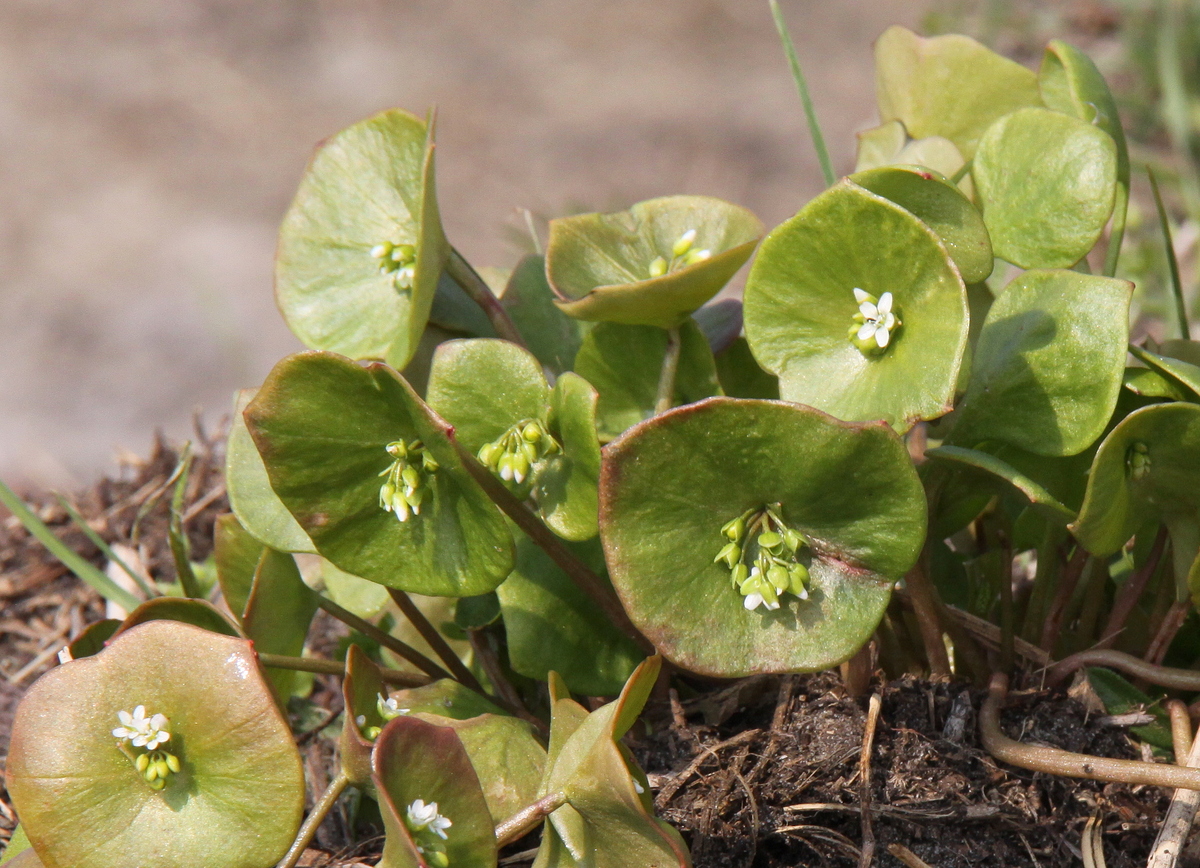 Claytonia perfoliata (door Peter Meininger)