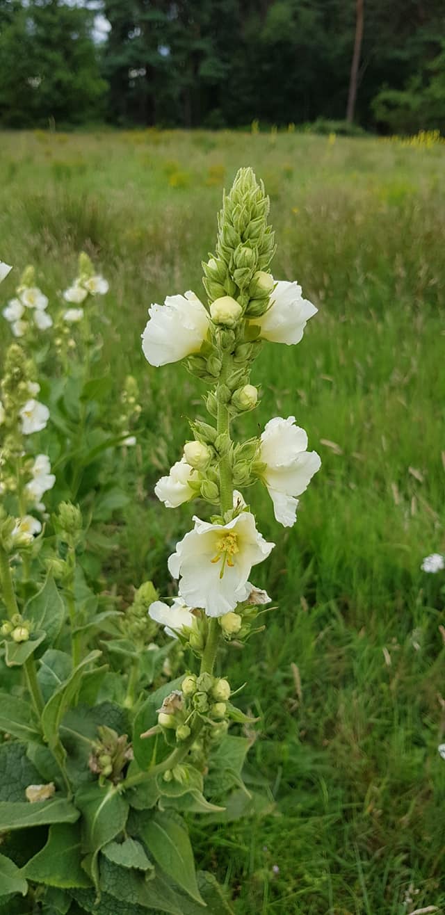 Verbascum phlomoides (door Jannie Adema)