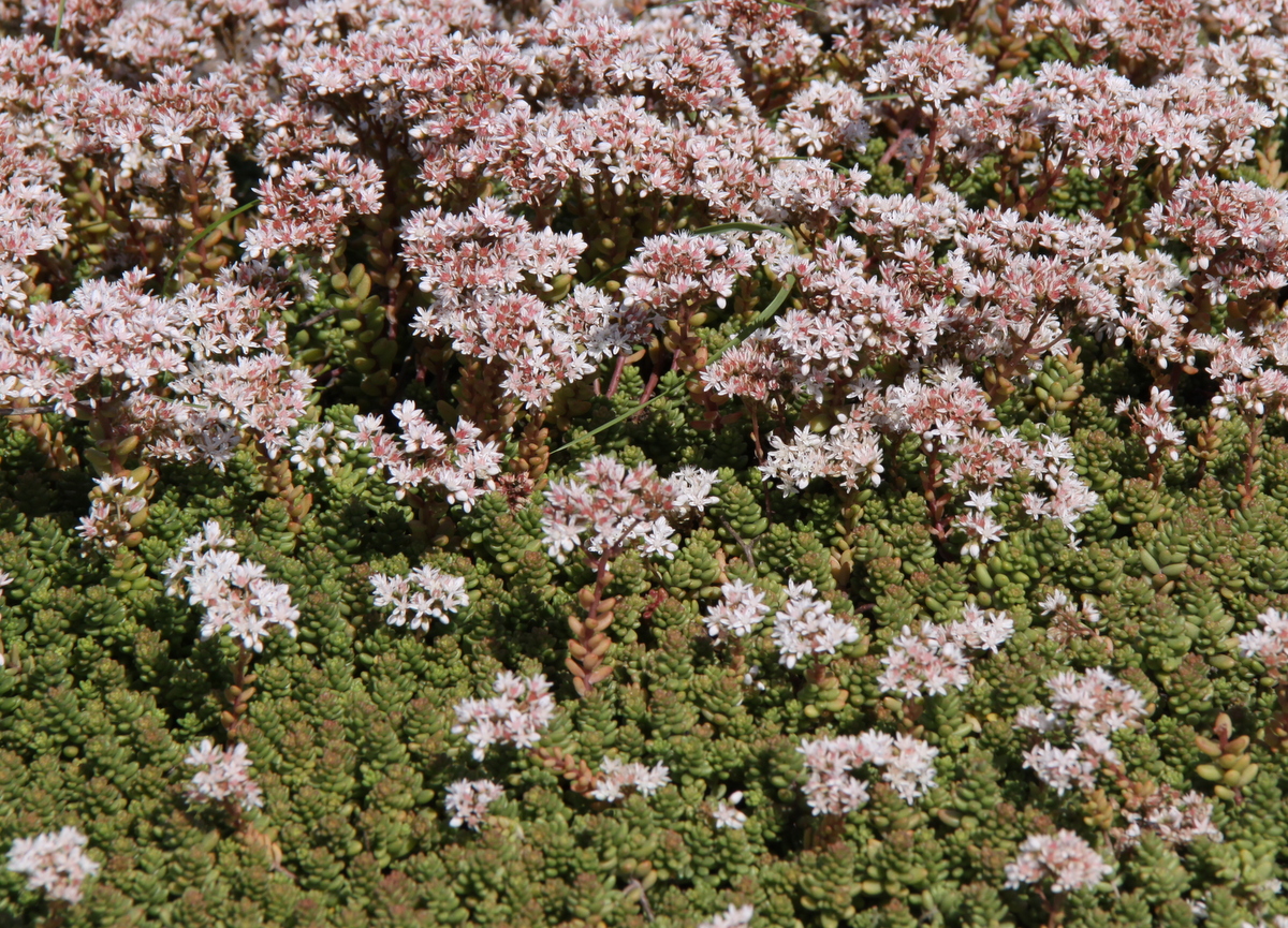 Sedum album (door Peter Meininger)