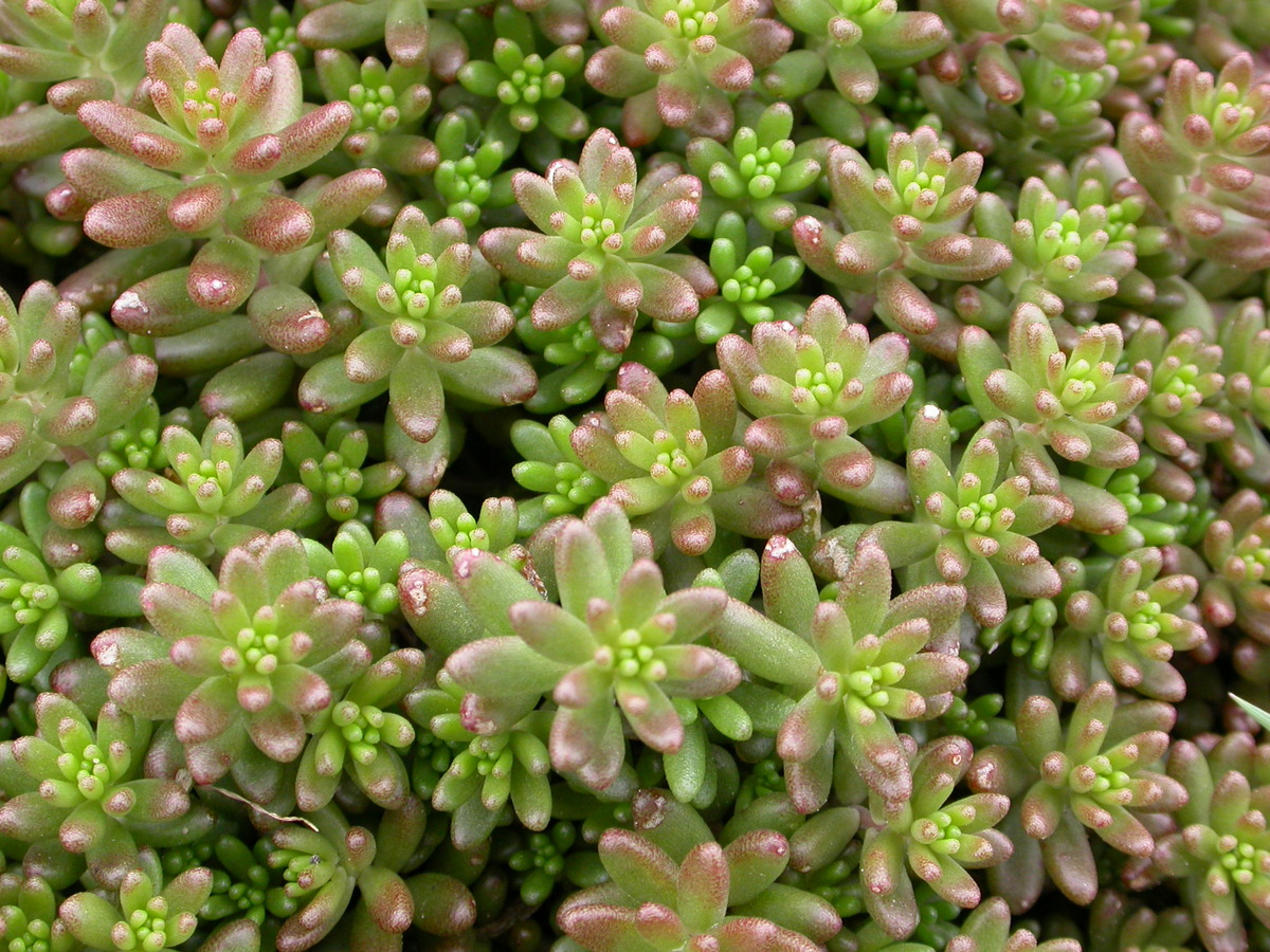 Sedum album (door Peter Meininger)