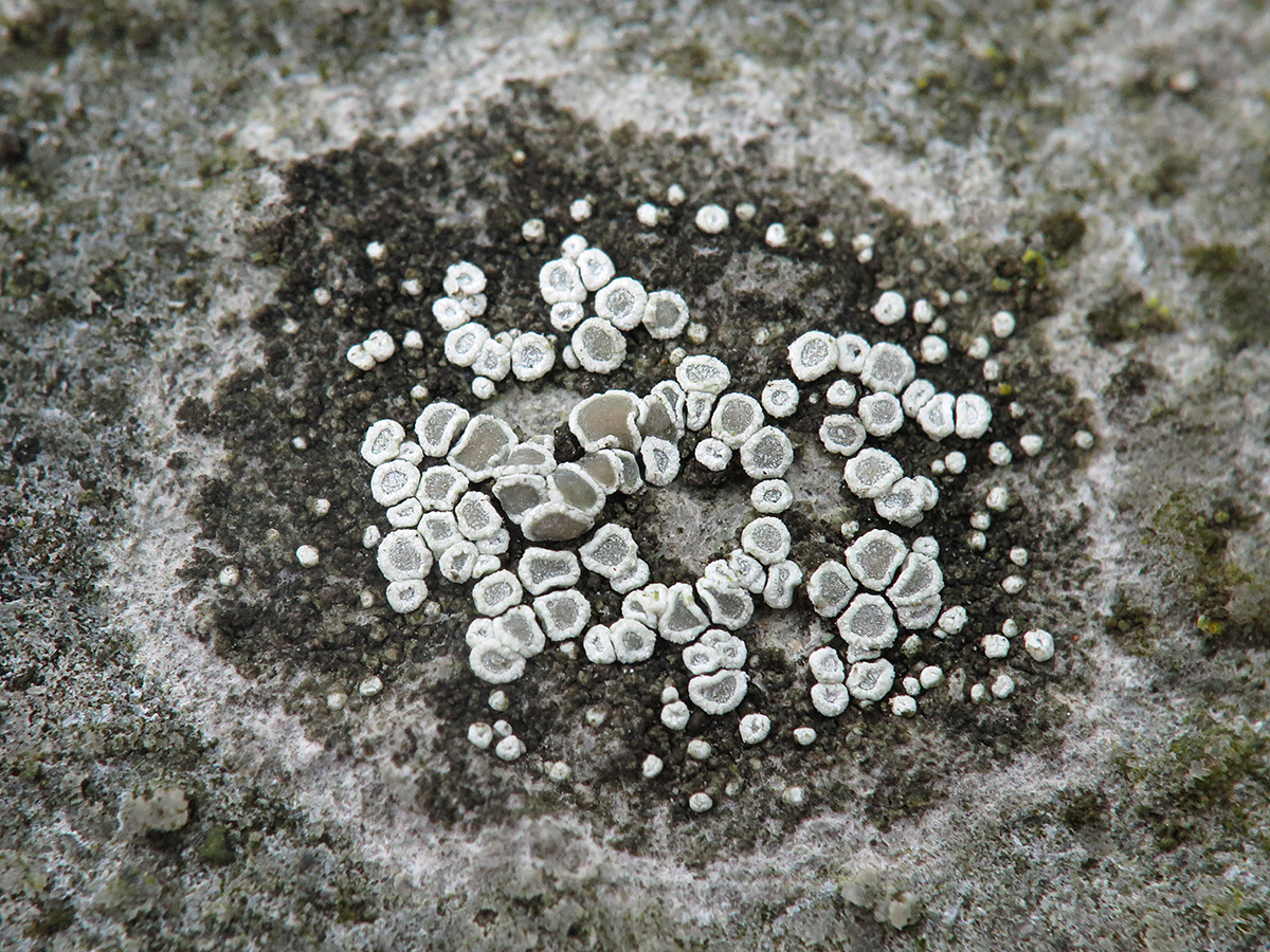 Myriolecis semipallida (door Gerwin van de Maat)
