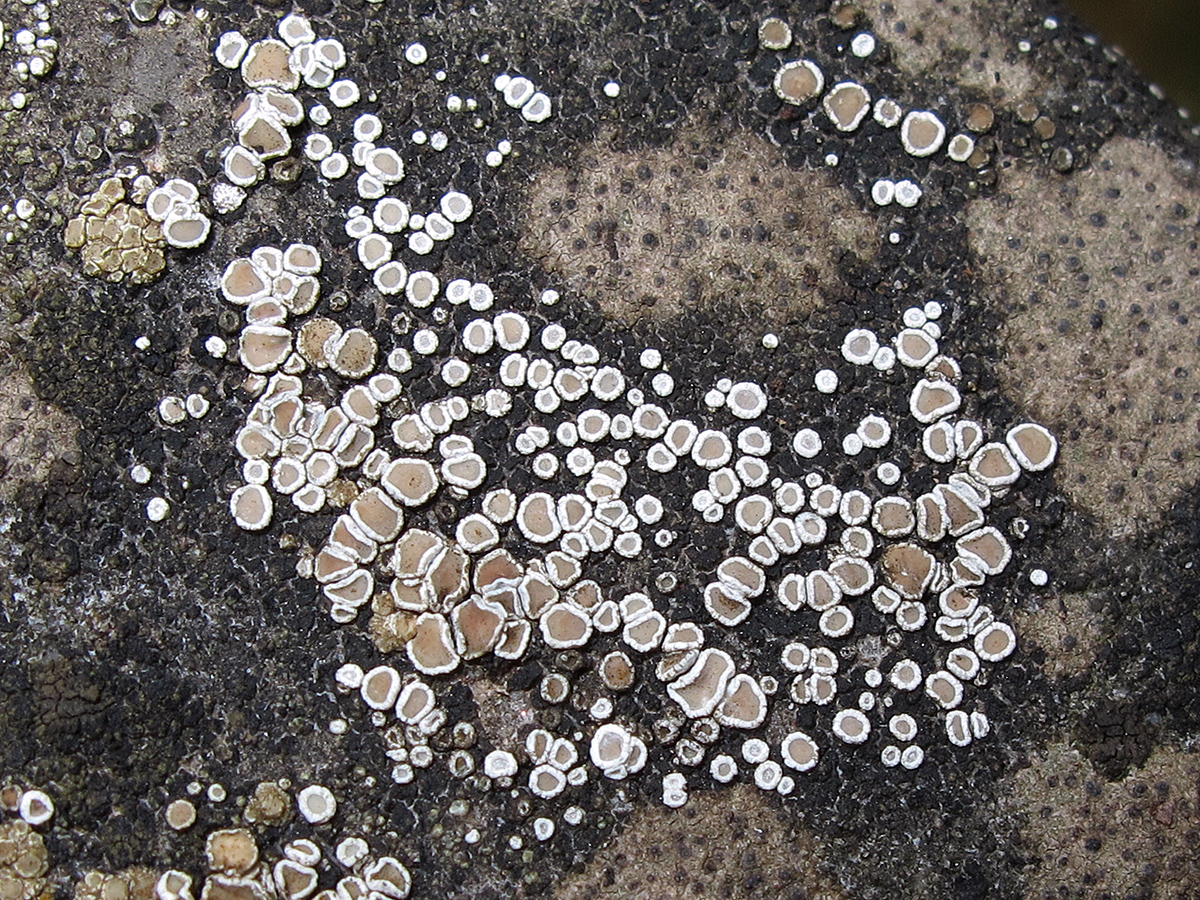 Myriolecis semipallida (door Gerwin van de Maat)