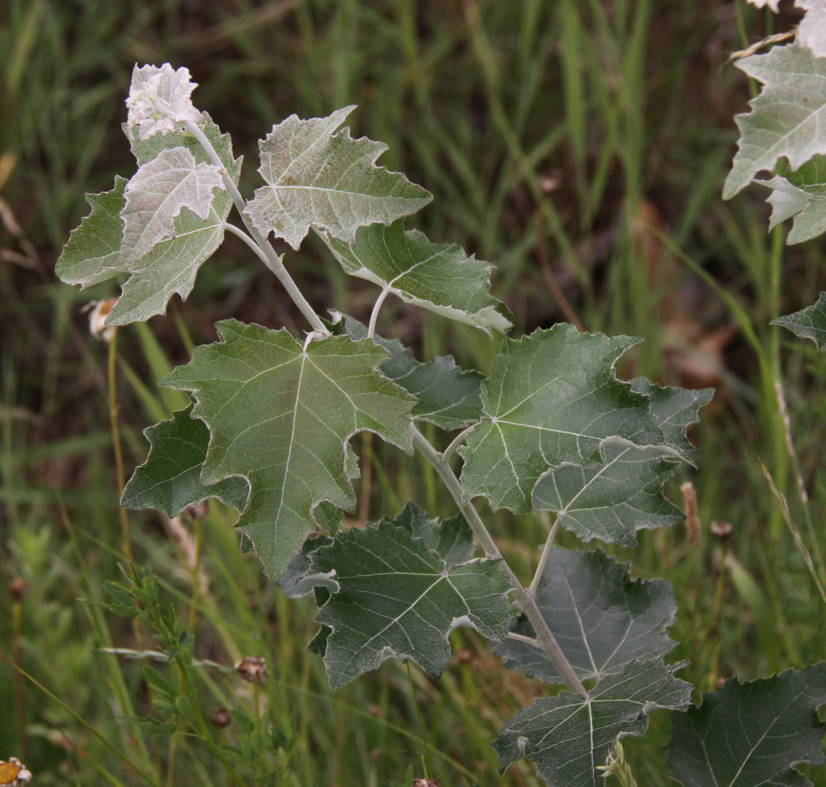 Populus alba (door Peter Meininger)