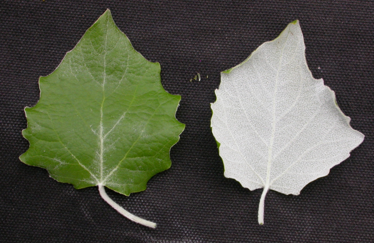 Populus alba (door Peter Meininger)