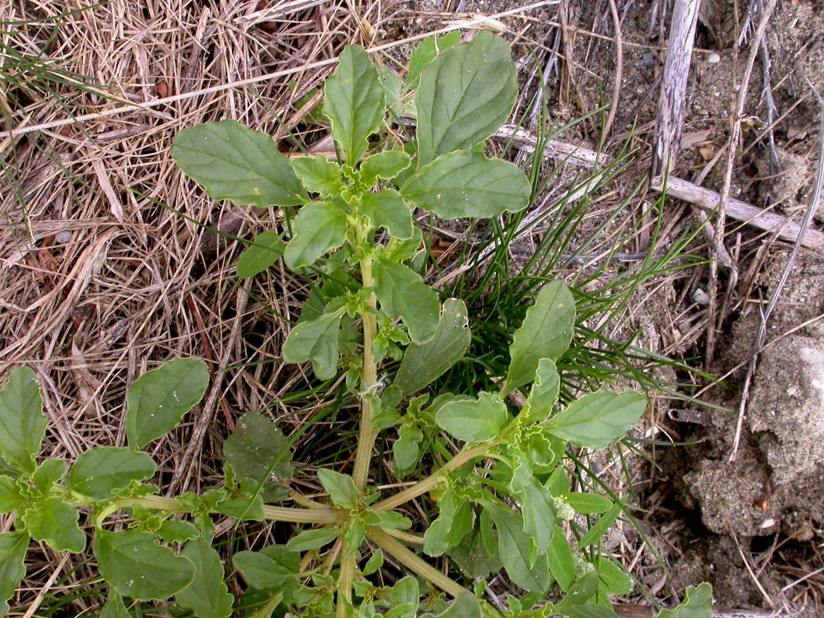 Amaranthus albus (door Peter Meininger)