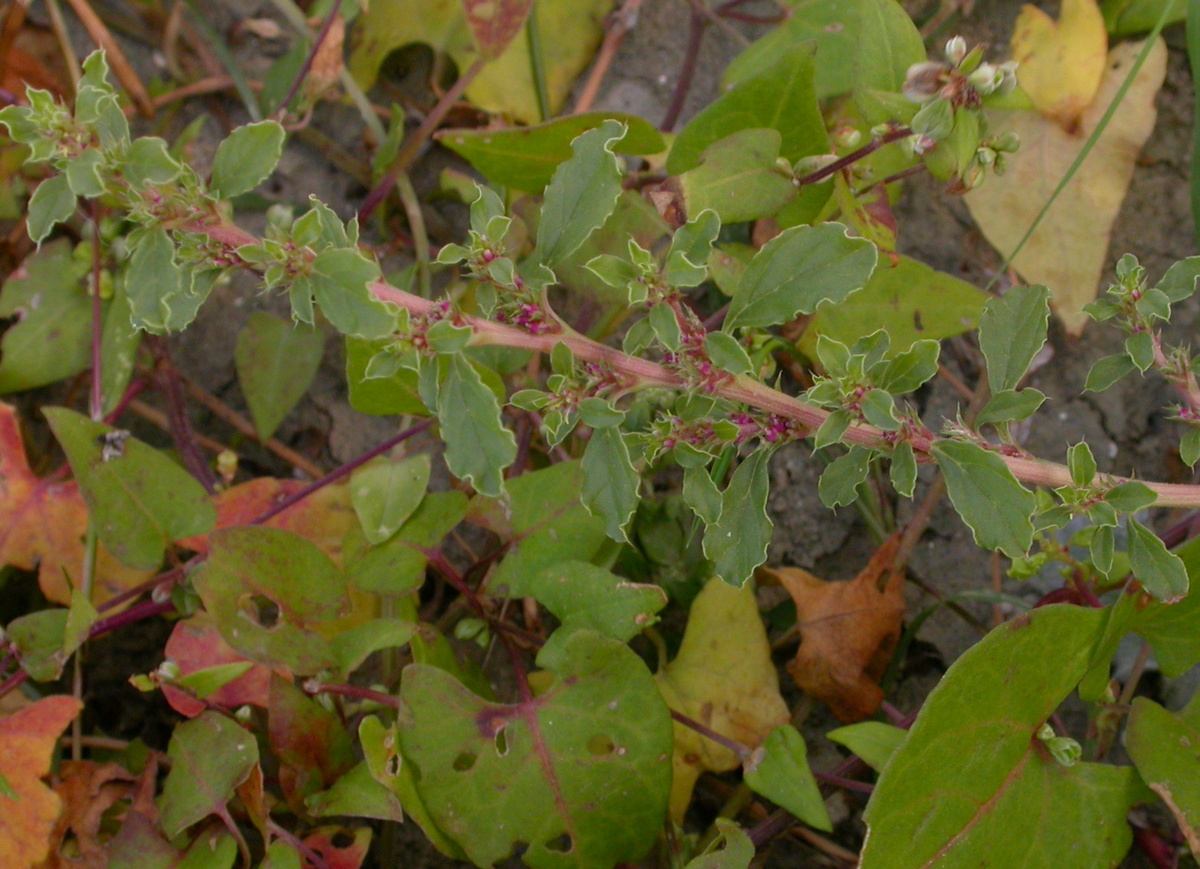 Amaranthus albus (door Peter Meininger)