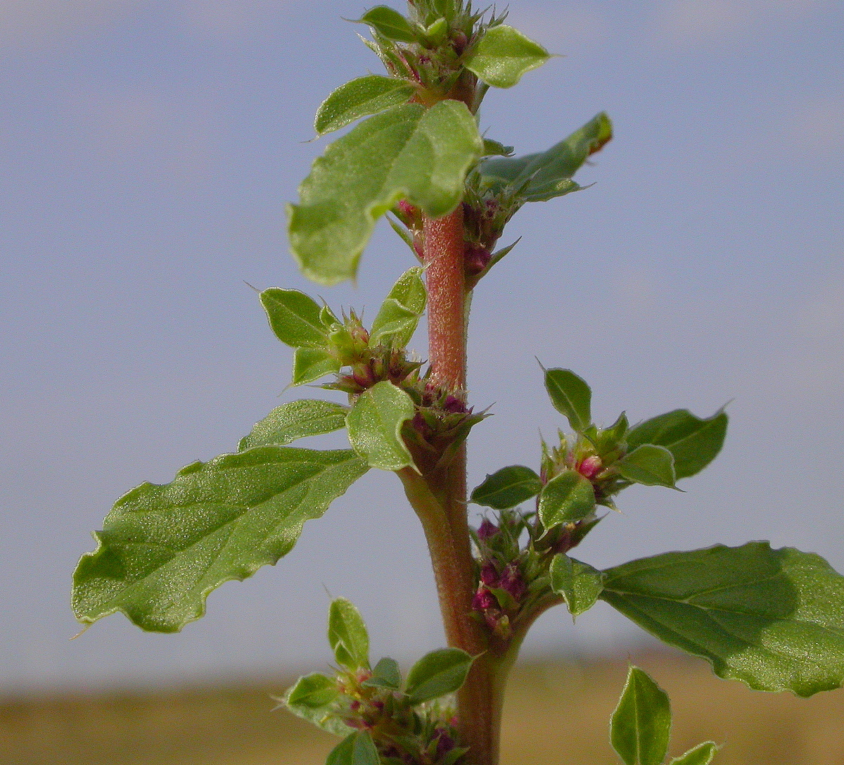 Amaranthus albus (door Peter Meininger)