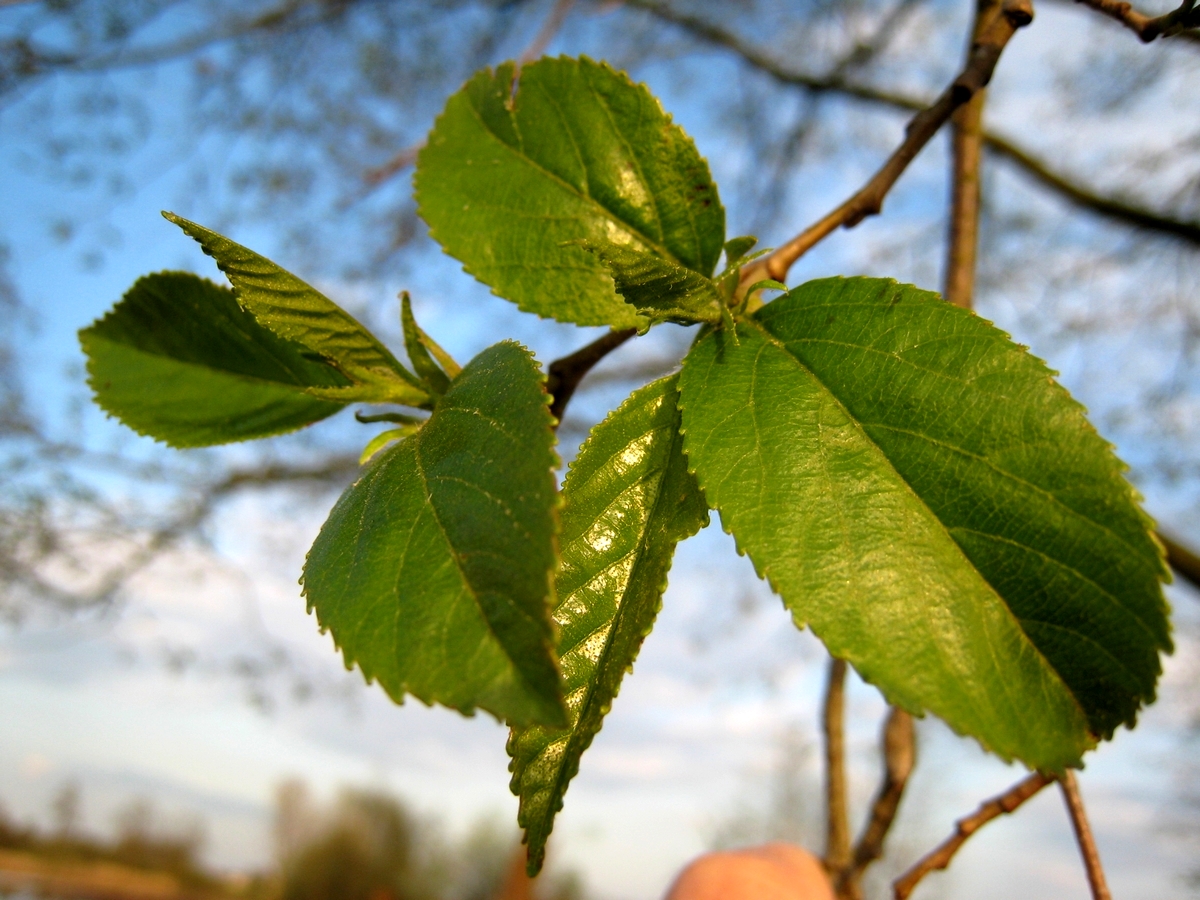 Alnus incana (door Joke Schaminée-Sluis)