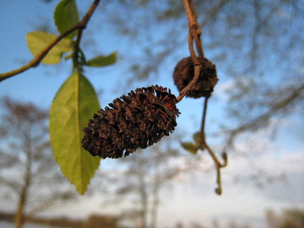 Alnus incana (door Joke Schaminée-Sluis)