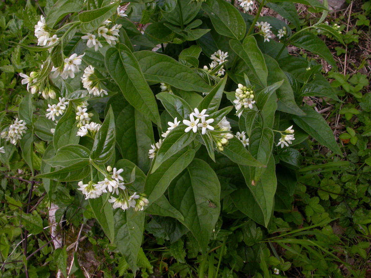 Vincetoxicum hirundinaria (door Peter Meininger)