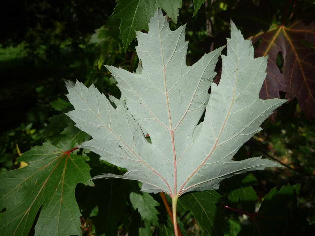 Acer saccharinum (door Cor Nonhof)