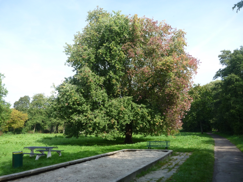 Acer saccharinum (door Cor Nonhof)