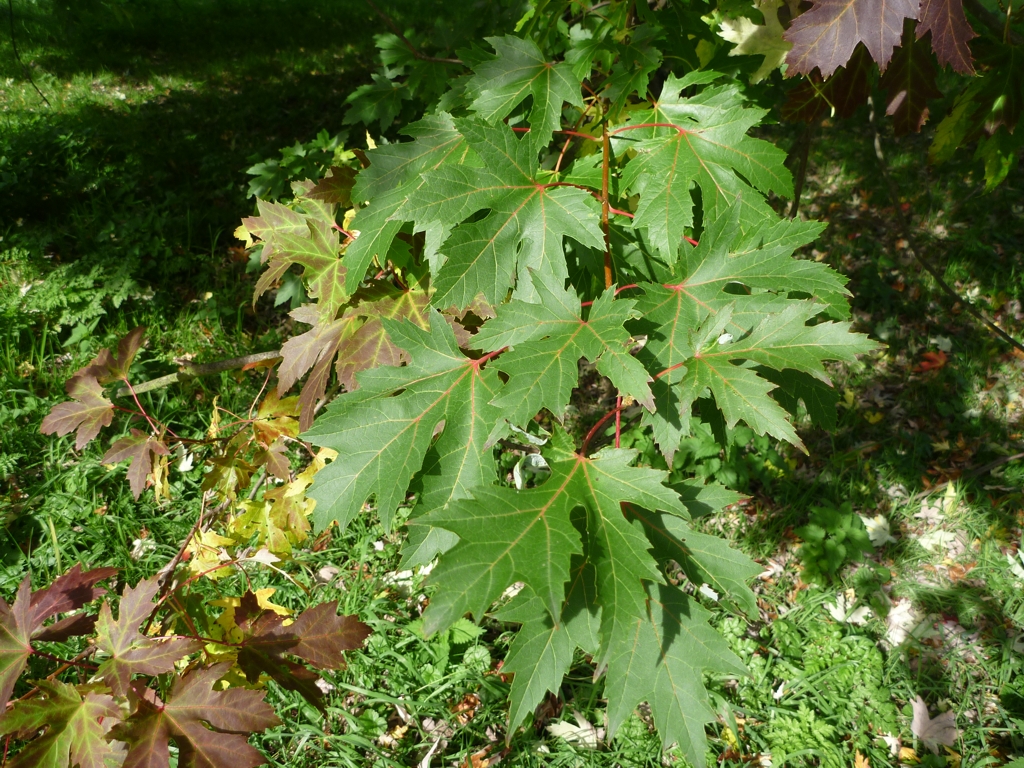 Acer saccharinum (door Cor Nonhof)