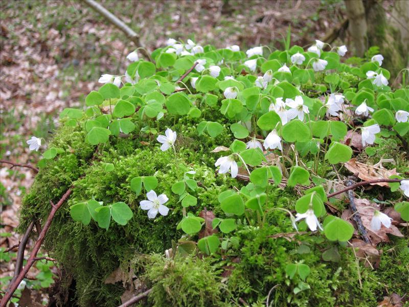 Oxalis acetosella (door Piet Bremer )