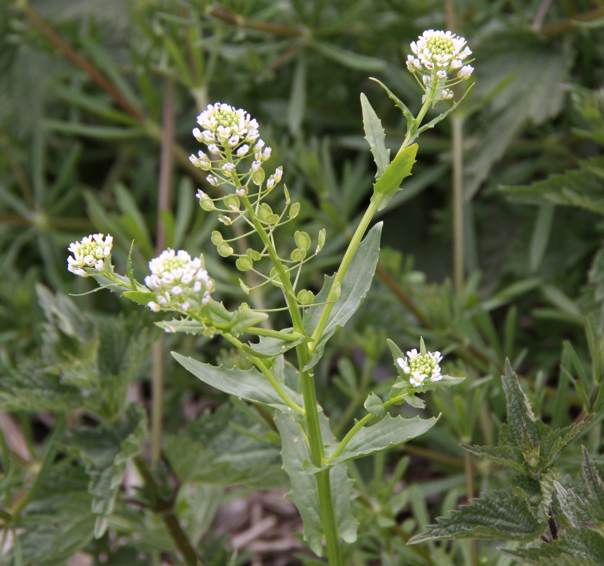 Thlaspi arvense (door Peter Meininger)