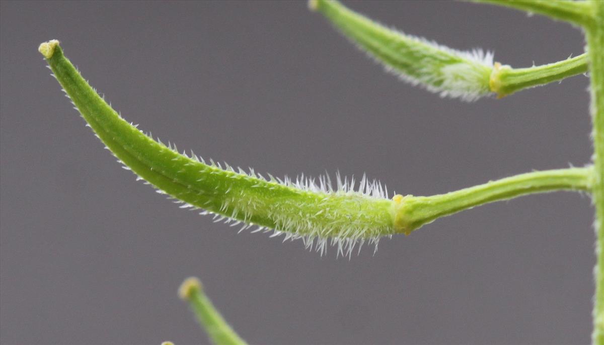 Sinapis alba (door Peter Meininger)