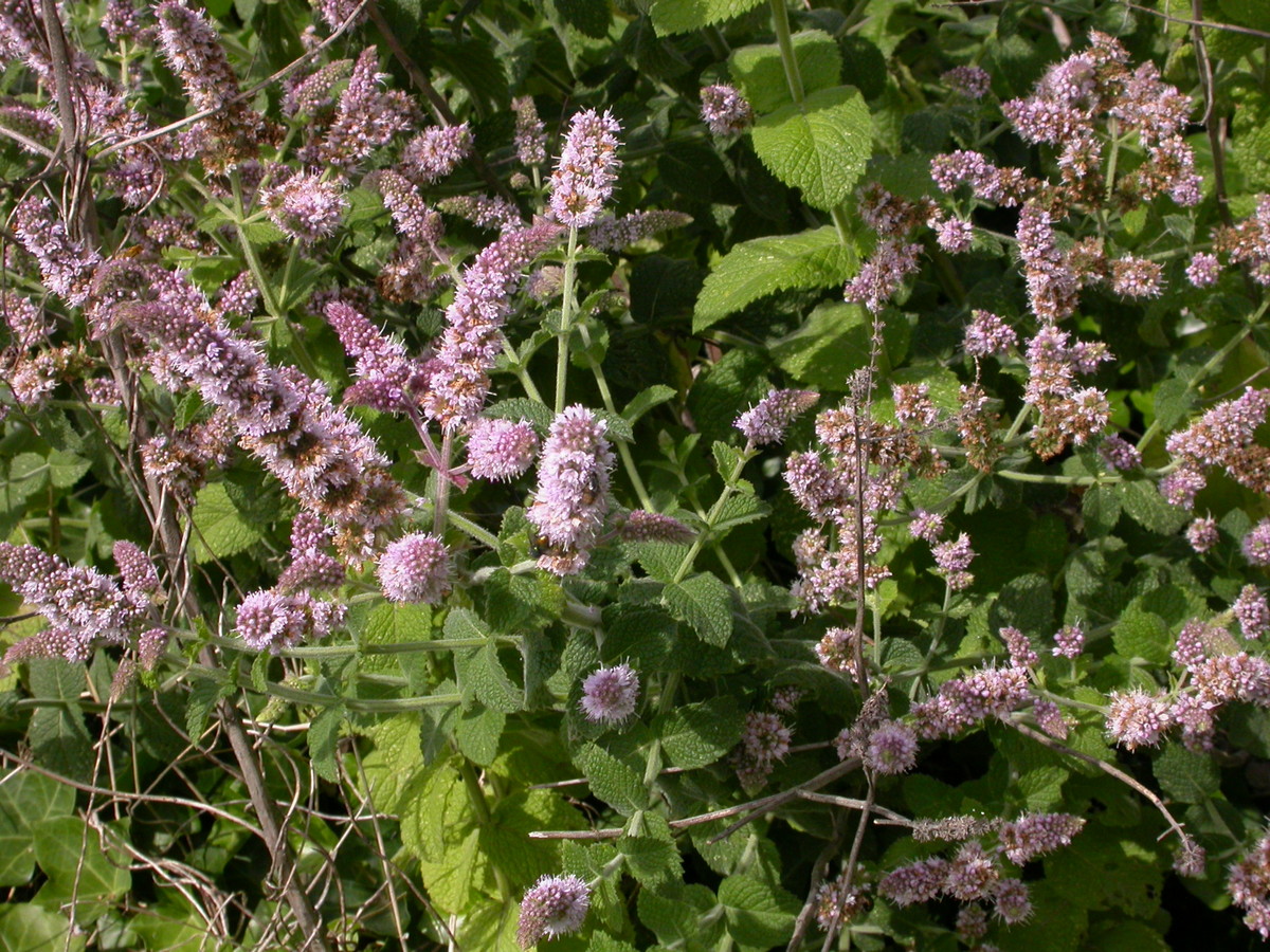 Mentha suaveolens (door Peter Meininger)