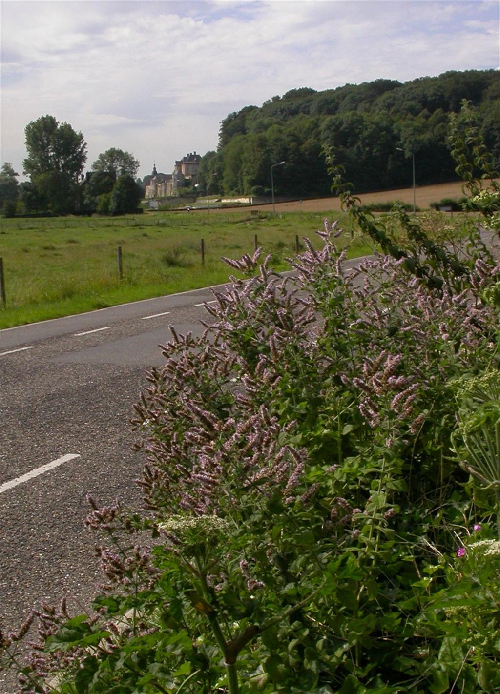 Mentha suaveolens (door Peter Meininger)